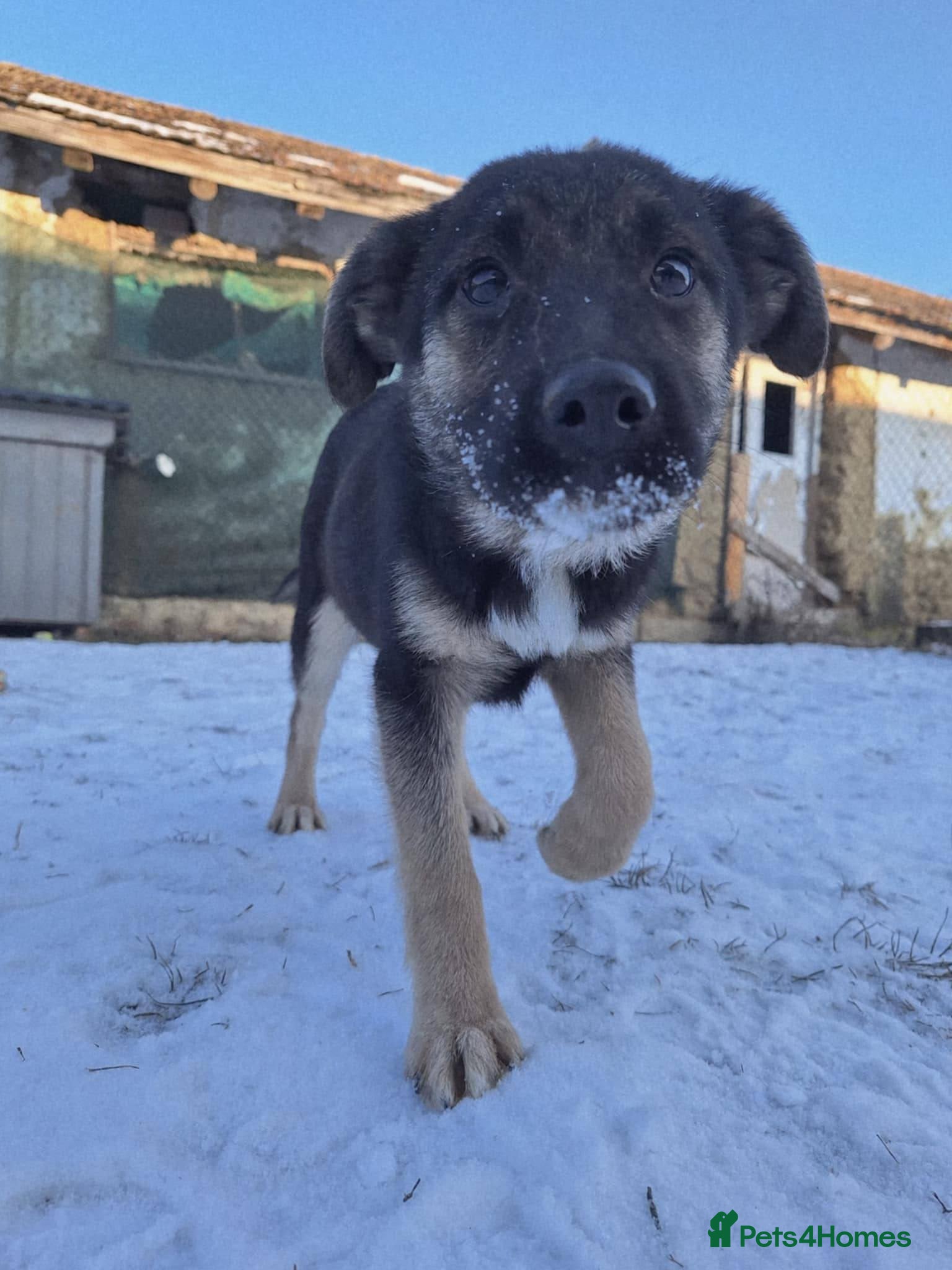 Mixed Breed dogs Roquefort for adoption - Advert 1