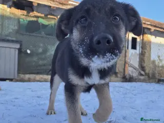 Mixed Breed dogs Roquefort for adoption - Advert 1