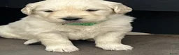 Golden Retriever dogs for sale: KC Golden Retriever Puppies Health Tested Parents - Advert 15