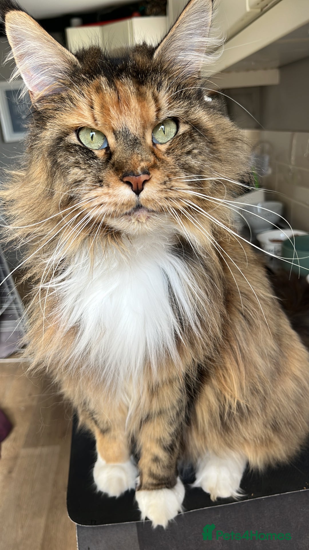 Maine Coon cats for sale: Maine coon kitten  - Image 30
