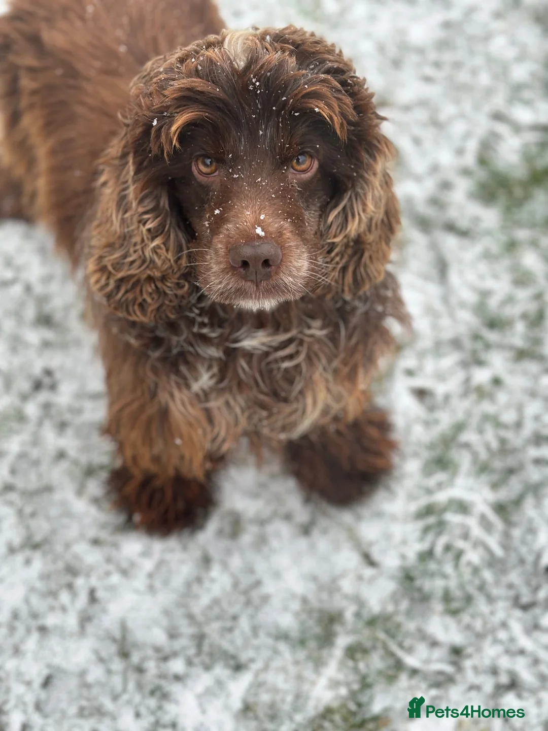 Cocker Spaniel dogs for sale: 4 year old cocker spaniel  - Advert 3