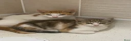 Domestic Shorthair cats for sale: domestic short hairs in Denbigh - Advert 1