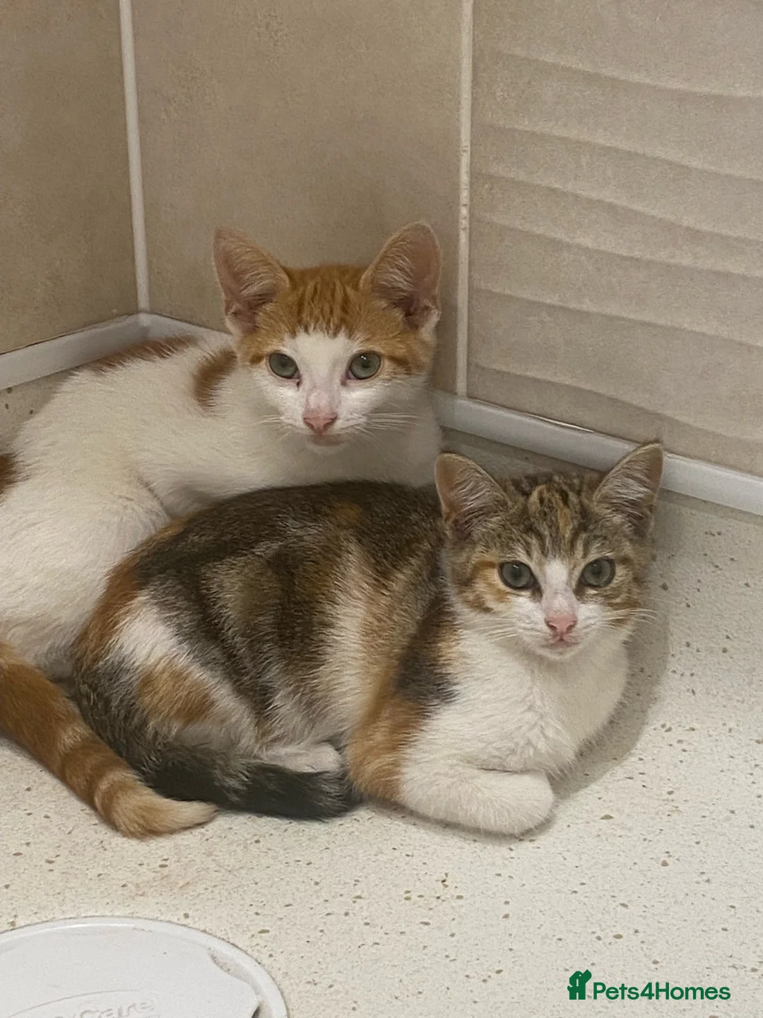 Domestic Shorthair cats for sale: domestic short hairs in Denbigh - Advert 1