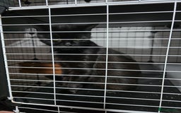 Mixed Breed cats for sale: Various cats and dog  **  - Image 3