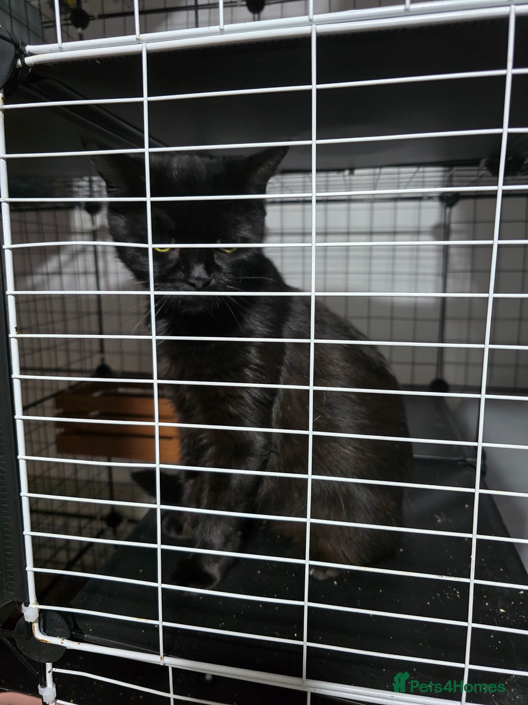 Mixed Breed cats for sale: Various cats and dog  **  - Image 3