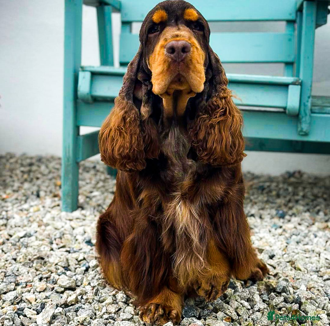 Cocker Spaniel dogs for stud: KC registered Chocolate and tan cocker stud  - Advert 6