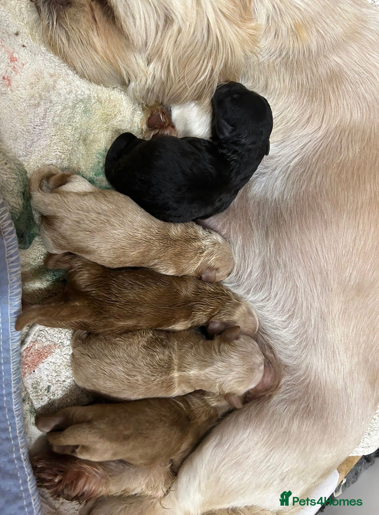 Shihpoo dogs Stunning F1 Shihpoo Puppies - Advert 2