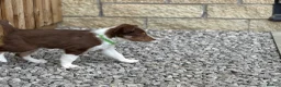 Border Collie dogs for sale: Exceptional Border collie pups  - Advert 21