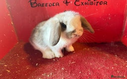 Mini Lop rabbits for sale: Mini lop baby rabbits ready now  - Image 3