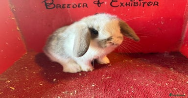 Mini Lop rabbits - Advert 3