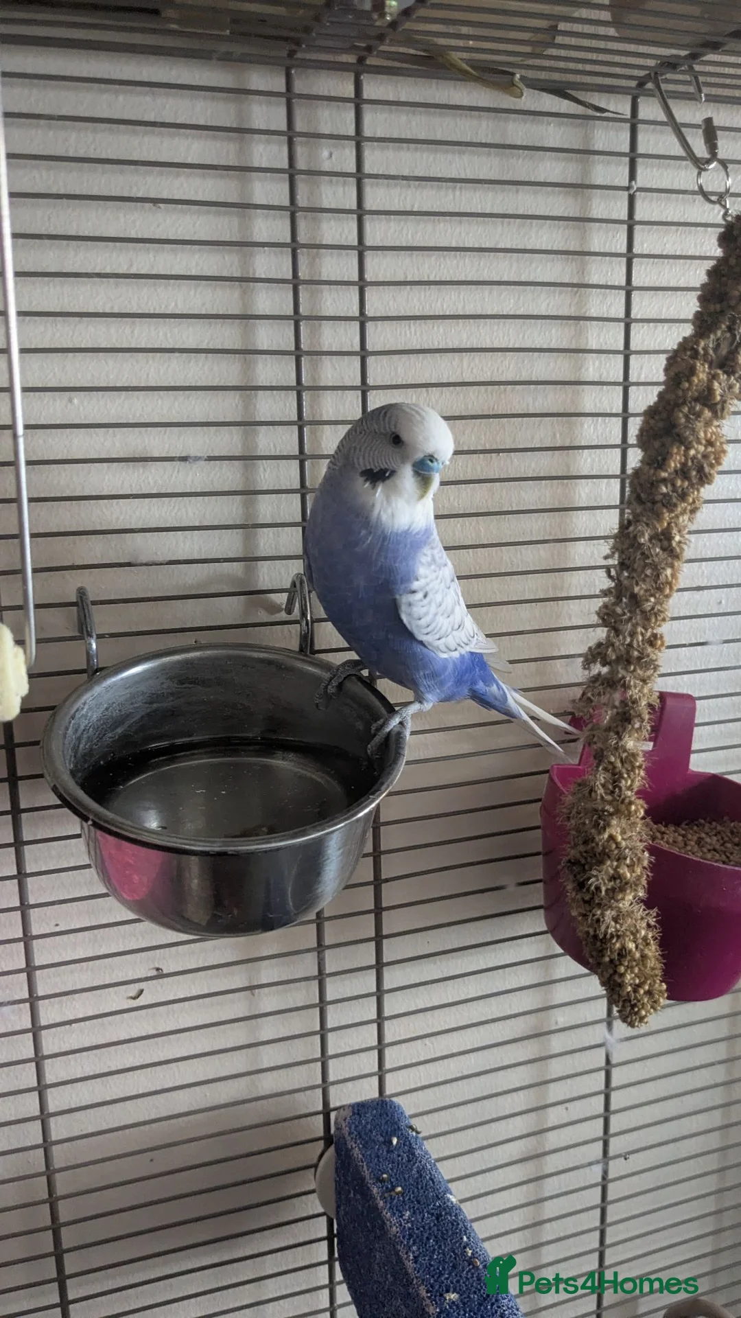 Budgerigars birds for sale: Beautiful male budgie for sale  - Advert 2