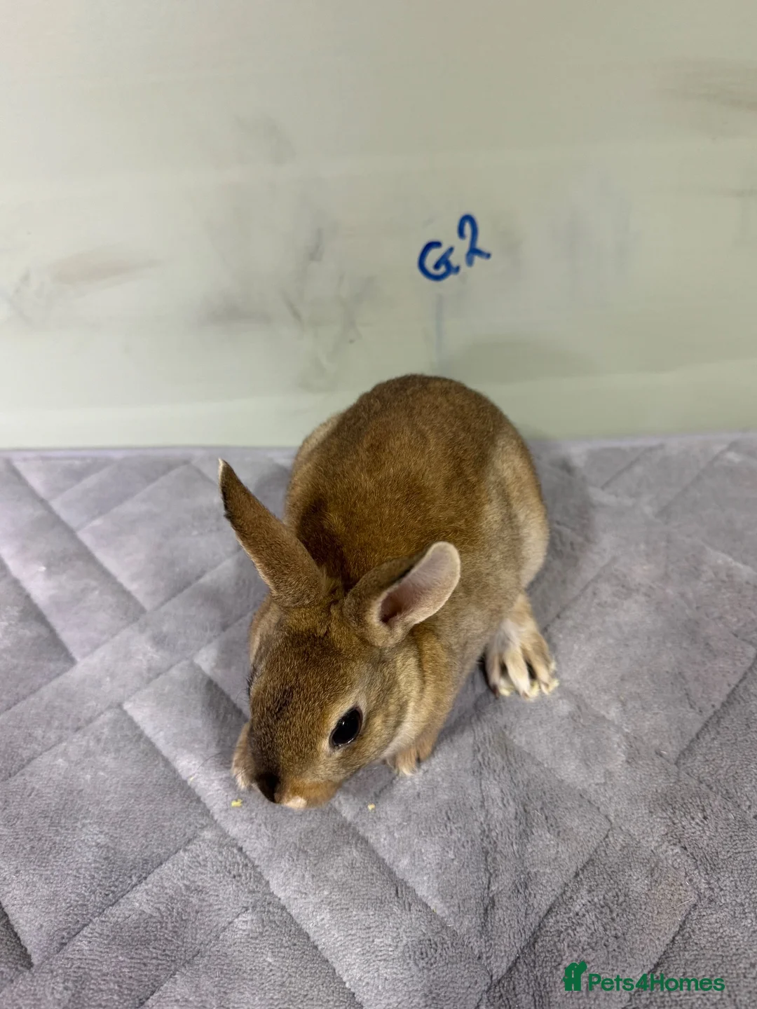 Rex rabbits for sale: mini Rex’s babies 8weeks + - Advert 1
