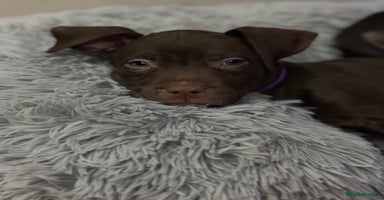 American Bull Staffy dogs Staffy Bull Puppies - Advert 11