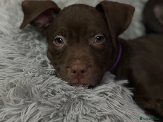 American Bull Staffy dogs Staffy Bull Puppies - Advert 10