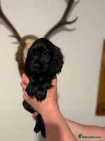 Cocker Spaniel dogs KC registered Cocker Spaniel puppies - Advert 2