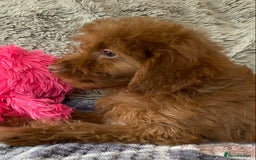 Cockapoo dogs for sale: Stunning fox red cockapoo puppies PRA clear  - Image 19