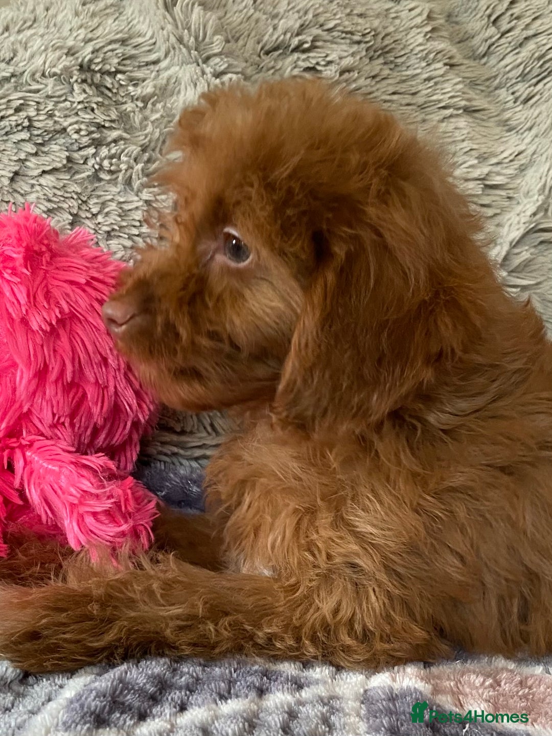 Cockapoo dogs for sale: Stunning fox red cockapoo puppies PRA clear  - Image 19