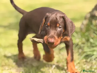 Dobermann dogs Dobermans kennel club registered - Advert 5
