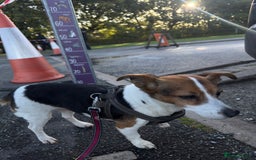 Jack Russell dogs for sale: Jack Russell for loving home - Advert 9