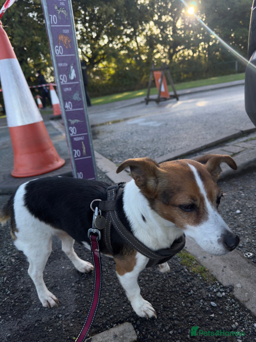 Jack Russell dogs for sale: Jack Russell for loving home - Advert 9