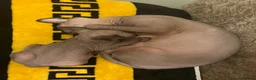 Sphynx cats for sale: Sfinx - Advert 4