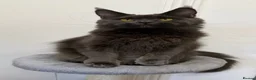 Maine Coon cats for sale: Pedigree GCCF Russian Kazakhstan import line - Advert 29