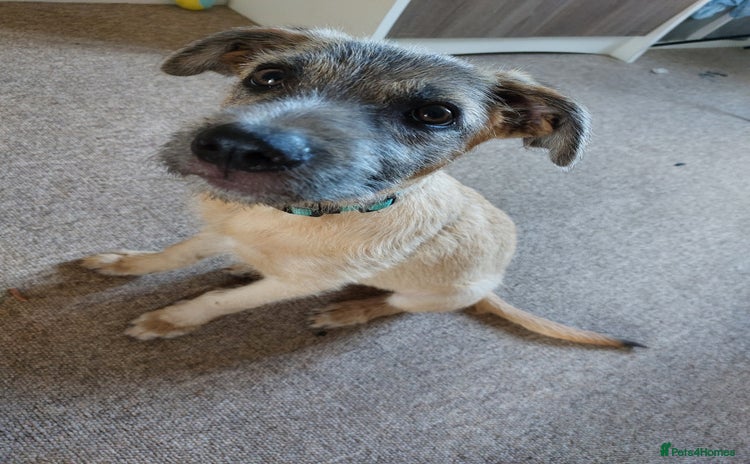 Mixed Breed dogs - Advert 1