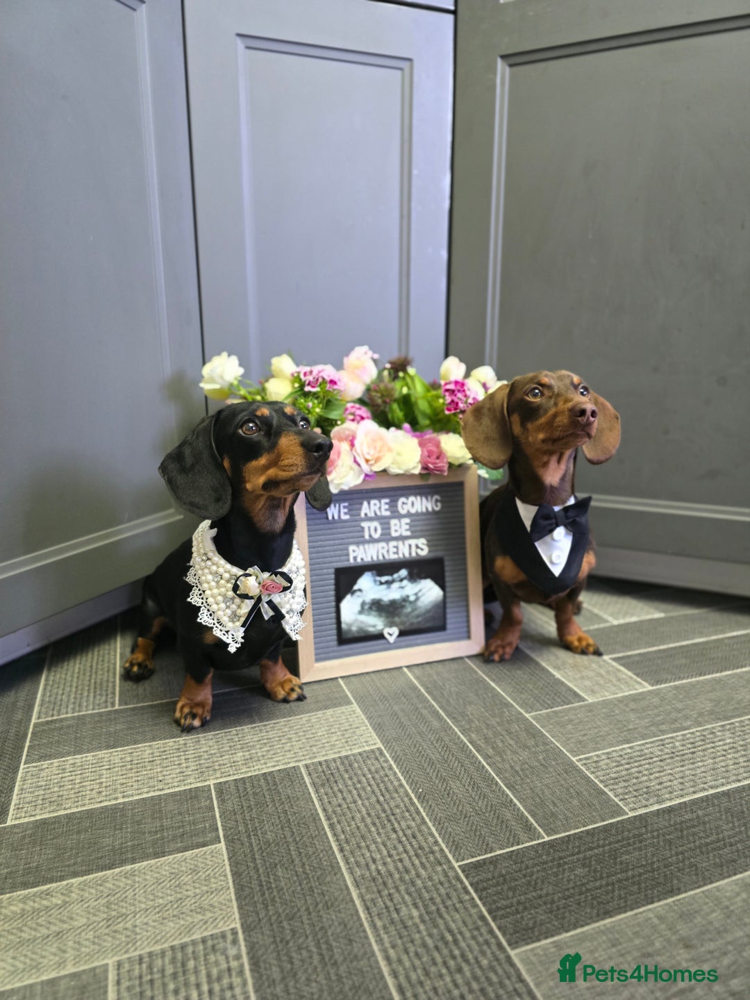 Miniature Dachshund dogs for sale: X2 miniature Dachshunds - Image 4