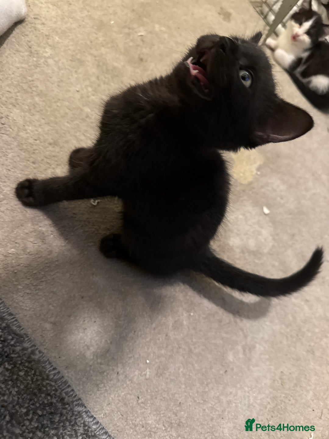 Mixed Breed cats for sale: Beautiful kittens for sale  - Image 18