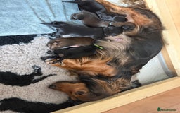 Dachshund dogs for sale: Standard long haired dachshunds  - Advert 9