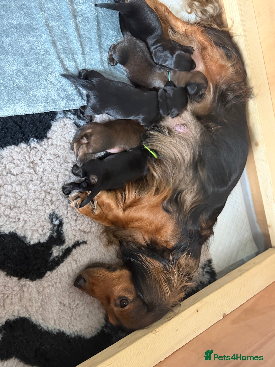 Dachshund dogs for sale: Standard long haired dachshunds  - Advert 9