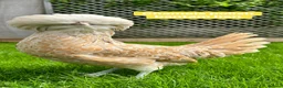 Chickens poultry for sale: Bantam hens at point of lay in Colchester - Advert 16