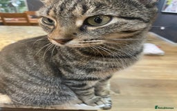 British Shorthair cats for sale: 2 Gorgous Black Kittens 1 Male 1 Female - Image 9