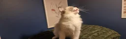 Ragdoll cats for sale: A very rare litter of kittens.  - Advert 21