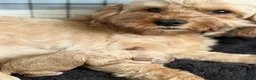 Cavapoo dogs for sale: 2 Cavapoo girl puppies - Advert 2
