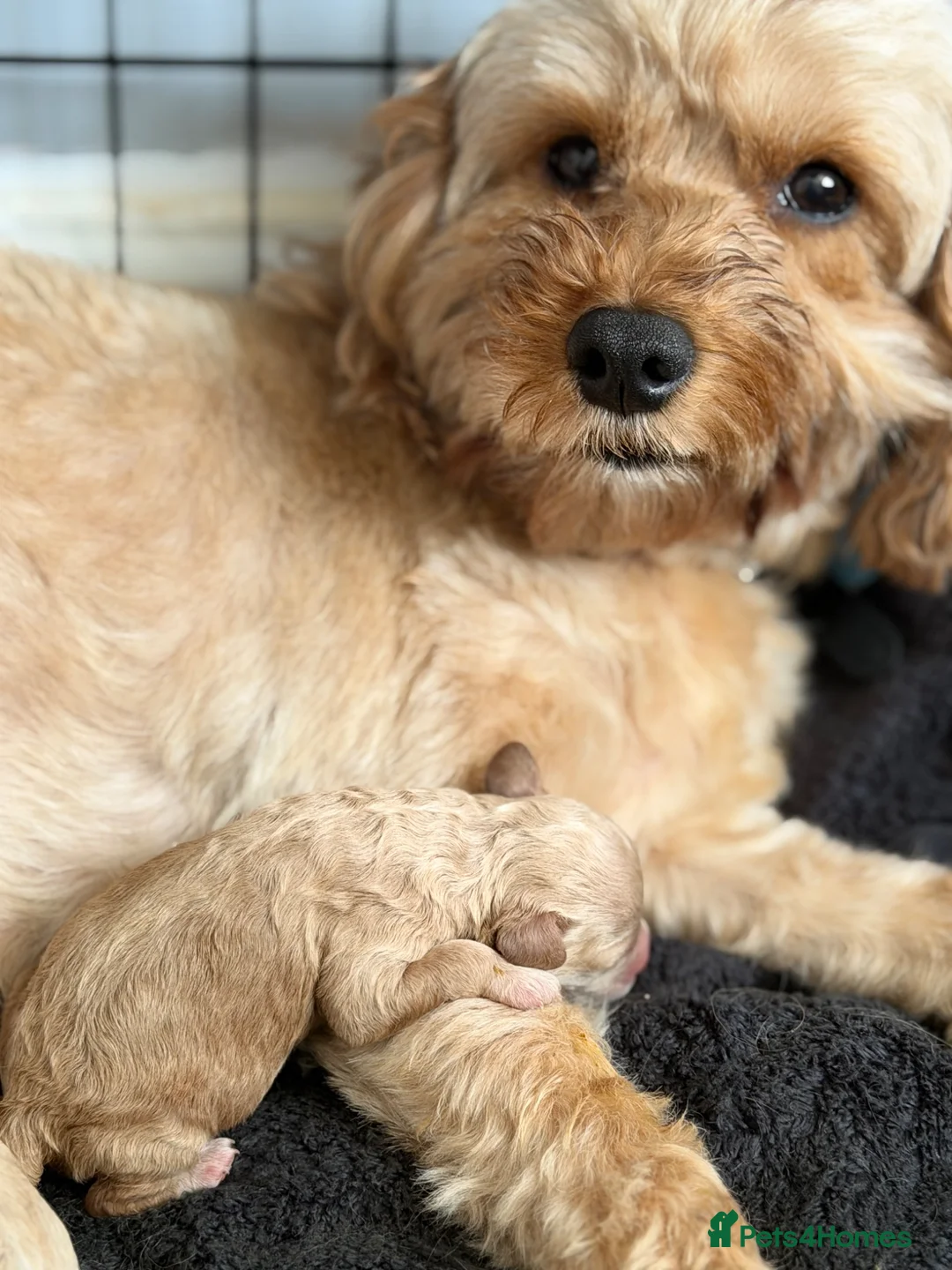 Cavapoo dogs for sale: 2 Cavapoo girl puppies - Advert 2