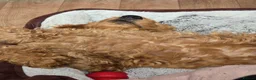 Goldendoodle dogs for sale: Billie - Gorgeous goldendoodle puppy in Chesterfield - Advert 5