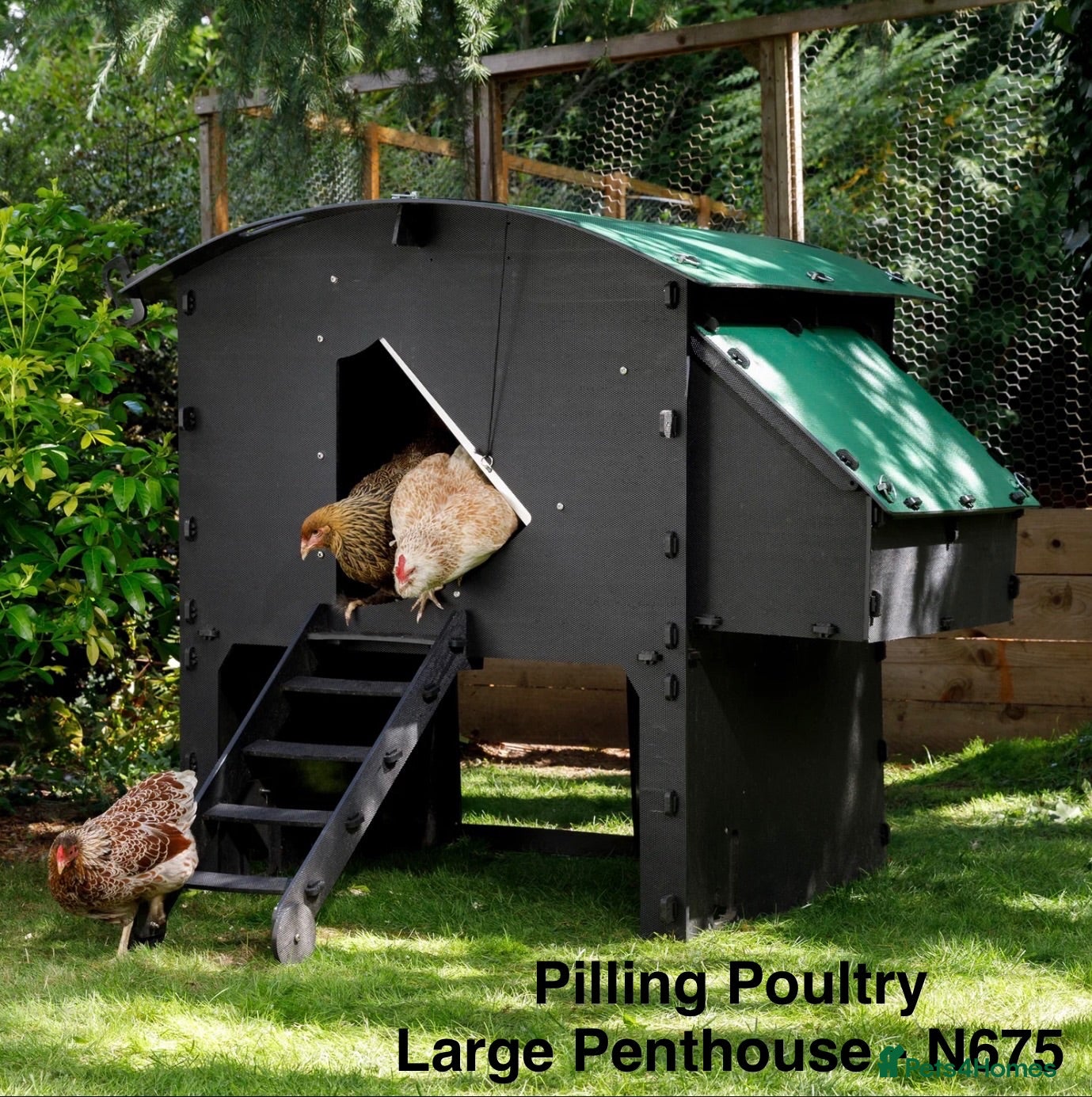 Chickens poultry Pilling Poultry - Penthouse - Large  - Advert 1