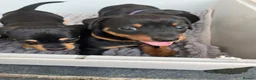 Dachshund dogs for sale: Dauchund puppy’s, 1 girl 2 boys left - Advert 8
