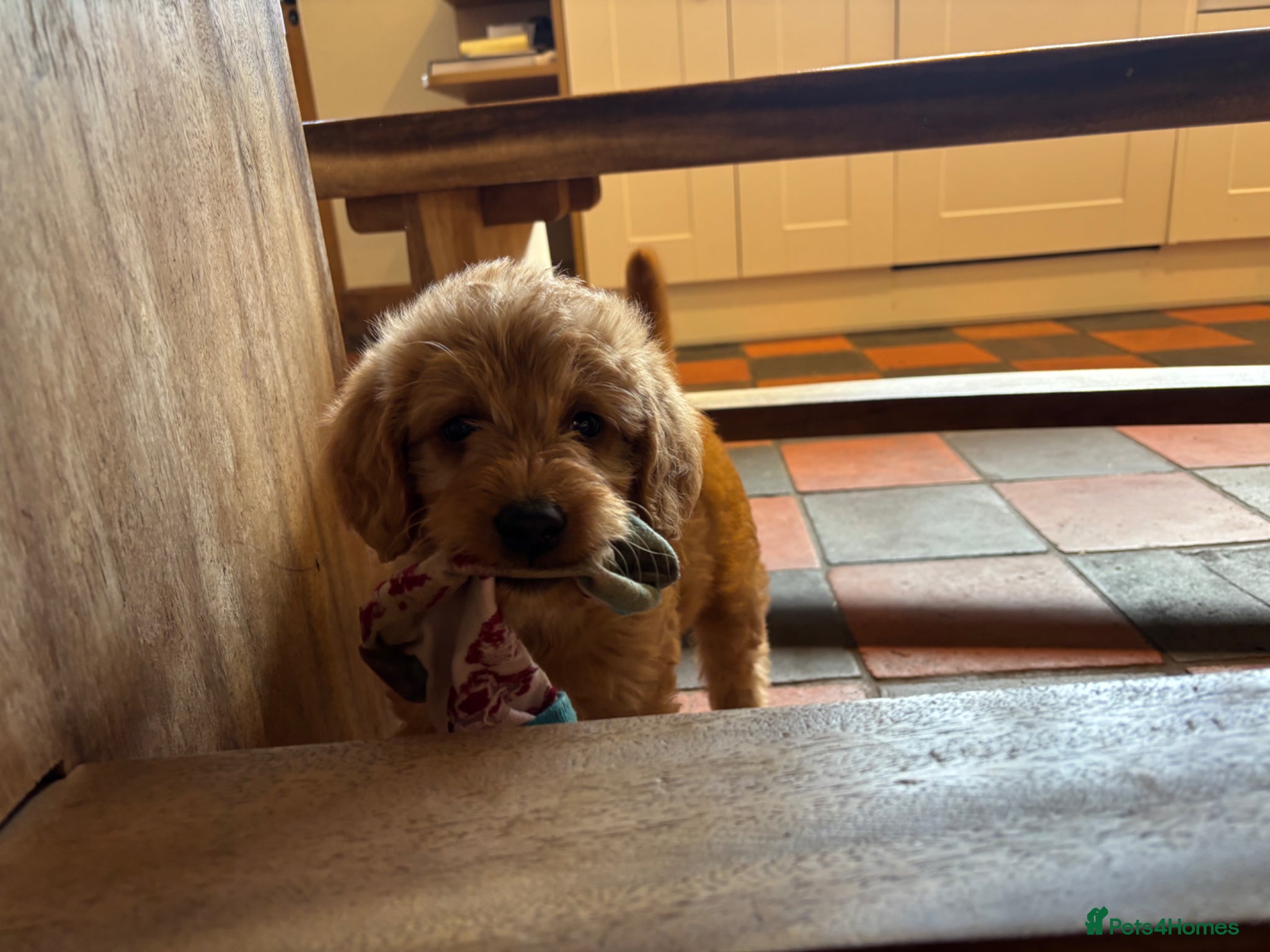 Labradoodle dogs Adorable Labradoodle Puppies  - Advert 4