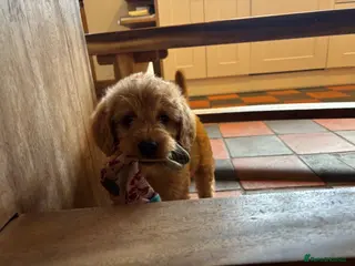 Labradoodle dogs Adorable Labradoodle Puppies - Advert 3