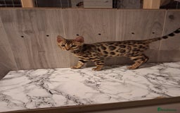 Bengal cats for sale: Tica reg. Bengal Kittens  - Image 1