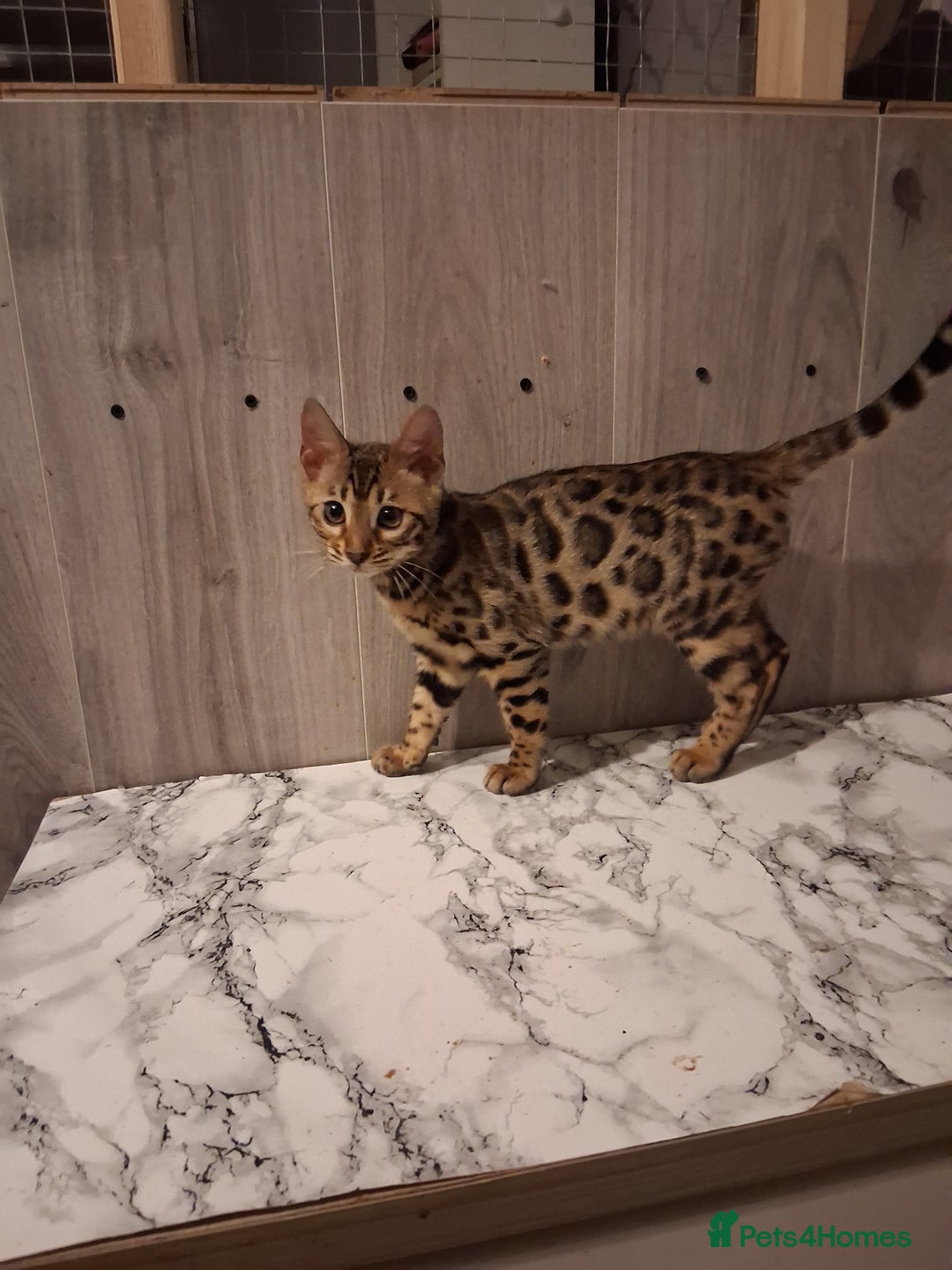 Bengal cats for sale: Tica reg. Bengal Kittens  - Image 1