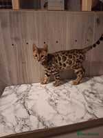 Bengal cats Tica reg. Bengal Kittens - Advert 2