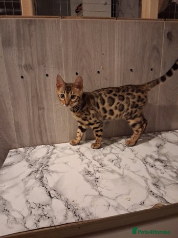 Bengal cats - Advert 2