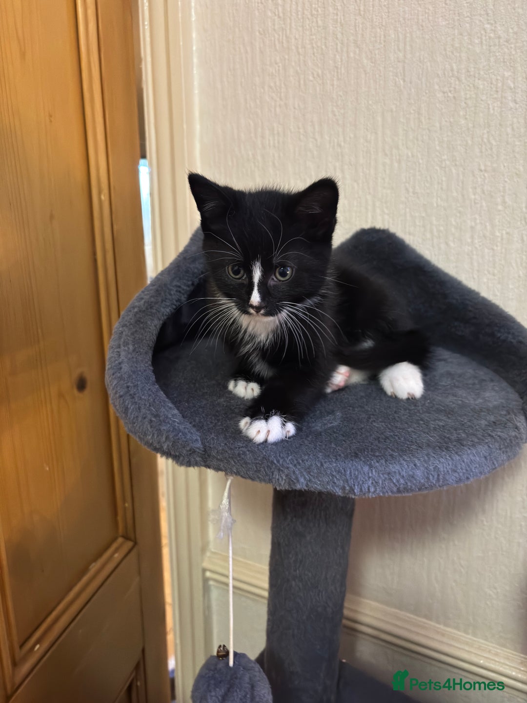Mixed Breed cats for sale: 5 lovely Kittens for sale - Advert 5