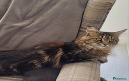 Maine Coon cats for sale: 2 female maine coons for rehoming  - Advert 3