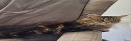 Maine Coon cats for sale: 2 female maine coons for rehoming  - Advert 3
