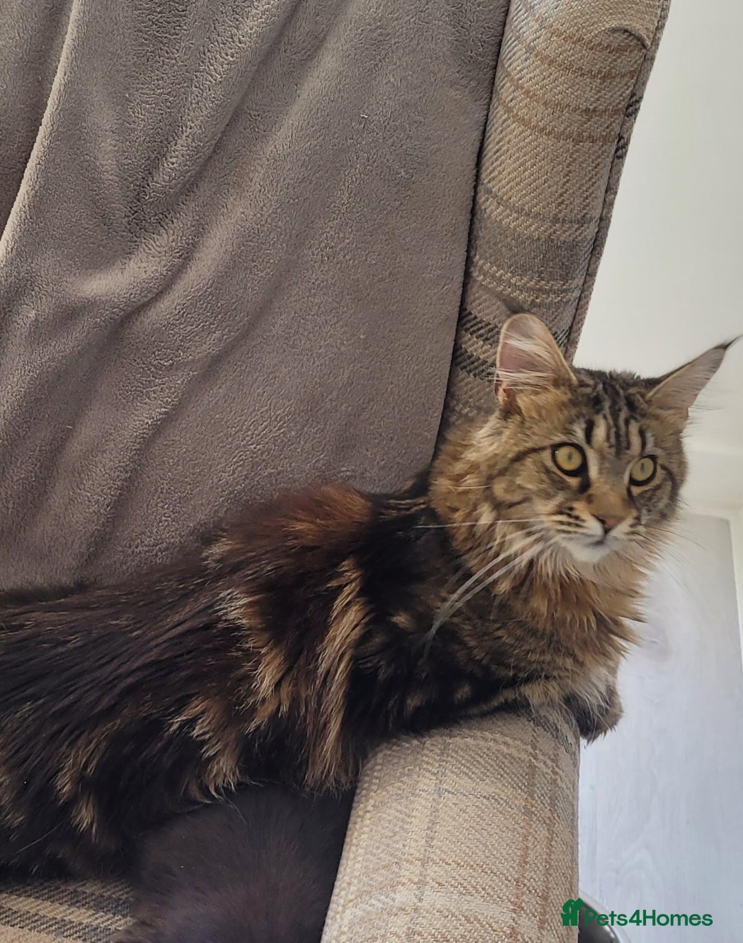Maine Coon cats for sale: 2 female maine coons for rehoming  - Advert 3