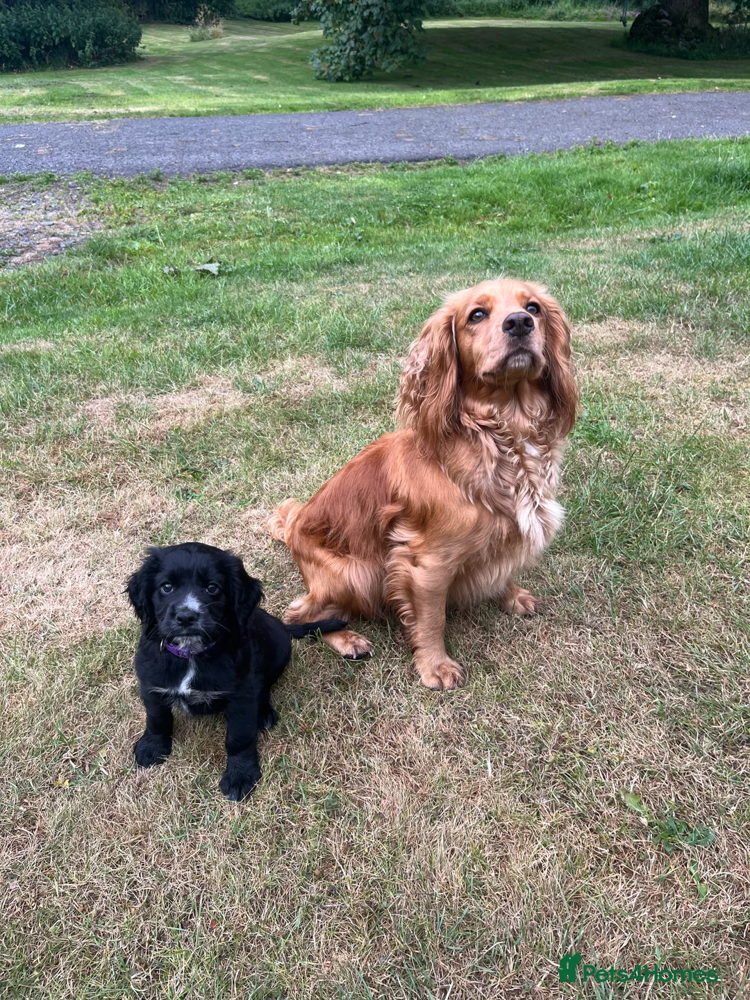Cocker Spaniel dogs for sale: Beautiful working cocker spaniel pups  - Advert 2
